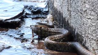 Schlange am Gardasee Italien  2024  Natrix Tesselata [upl. by Yditsahc]