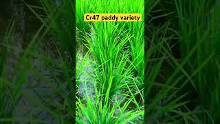 Cr 47 paddy variety agriculture paddfarming paddy [upl. by Halac]