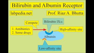 Bilirubin metabolism by labpedianet Prof Riaz A Bhutta Urdu Hindi [upl. by Lietman791]