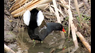 Slípka zelenonohá Common moorhen Teichralle Gallinule poule deau okoszka zwyczajna [upl. by Eded884]