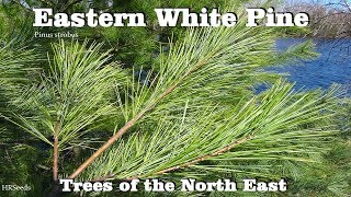 ⟹ Eastern white pine  Pinus strobus  Trees of north America [upl. by Nailluj]