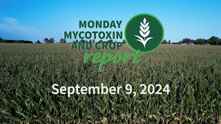 Monday Mycotoxin and Crop Report for September 9 2024 [upl. by Ociredef]