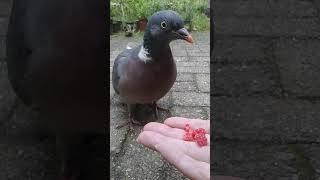 Wood Pigeon Is Checking  It  Out  ❤ [upl. by Larcher]