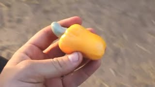 How do Cashews Grow  Smarter Every Day 44 [upl. by Sutit998]