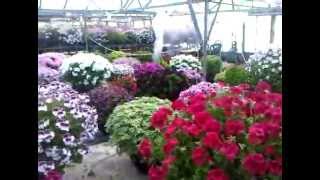 Fir Trees Pelargonium Nursery  Show plants [upl. by Meesaw805]