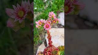 A kövirózsa virága Sempervivum 2 [upl. by Morty]