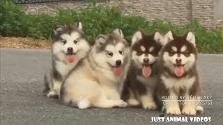 WORLDS CUTEST MALAMUTE PUPPIES  Heart Melting Puppies [upl. by Tomasz]