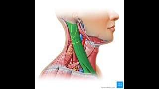 Sternocleidomastoid  SCM Muscle Mnemonic [upl. by Croom]