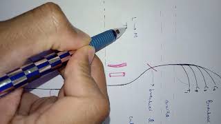 Median nerve with tricks and easy understanding [upl. by Ailito978]