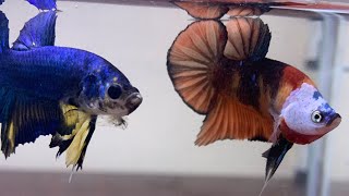 Joker face Betta fish betta bettafish fish aquarium flare importedbetta [upl. by Margarethe]