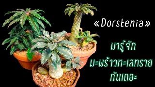 🌵 มะพร้าวทะเลทราย Dorstenia [upl. by Freya]