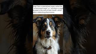 dog fact of the day [upl. by Clementius]