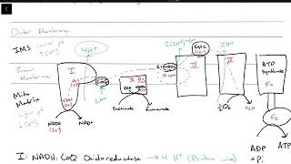 Why are NADH and FADH2 worth different amounts of ATP [upl. by Coit]