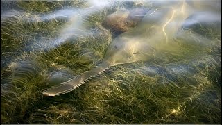 GIANT Sawfish Snook Redfish and Permit in the Florida Keys [upl. by Anaimad]