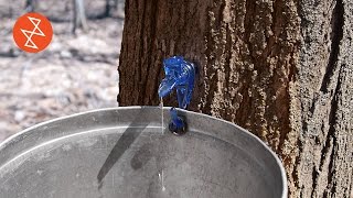 Making Maple Syrup  Où se trouve Garland Sugar Shack [upl. by Webber]