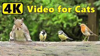 Cat TV 4K  Birds and Squirrels ⭐ Happy New Year ⭐ [upl. by Bevin]