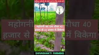 महोगनी का एक पौधा लाखो रुपए का Mahogany tree farming in bihar agriculture shortvideo tree [upl. by Enaile501]