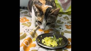 Catdoghomemadefood cateating catcorner catbehaviorcateatfood cateats cateat catlover catlove [upl. by Chariot908]