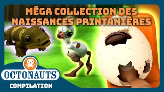 Octonauts  🌼 MÉGA collection des naissances printanières 🐣  Compilation [upl. by Yleoj]