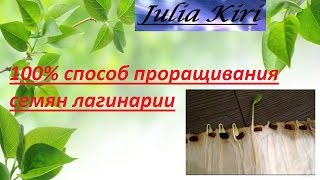 100 способ проращивания семян лагенарии 100 method germination of seeds of lagenaria [upl. by Eerazed]