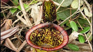 The Discovery of Nepenthes attenboroughii [upl. by Mirella90]