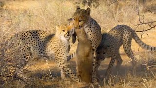 Cheetah Cubs Master Hunting  The Cheetah Family amp Me  BBC Earth [upl. by Ellecrad]