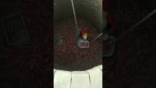 Sweet potato cellar storage process [upl. by Elletsyrc]