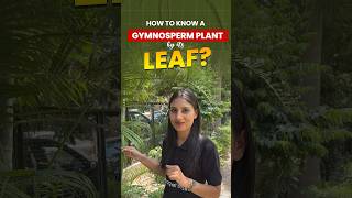 How to Know Which Type of Plant is Gymnosperm biology plants gymnosperms magnetbrains [upl. by Arak]