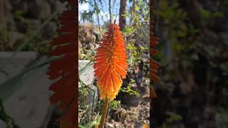 Kniphofia Uvaria [upl. by Gahan]