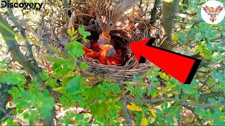 Common Babbler feeding worms small four babies  Babbler feeding discoverybirds [upl. by Foah]