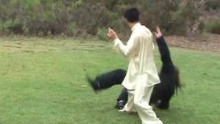 Tai Chi Application in Traditional Yang Long Form 1 [upl. by Anitsirhcairam765]