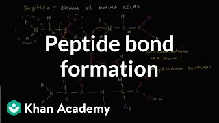 Peptide bond formation  Macromolecules  Biology  Khan Academy [upl. by Fitzger]