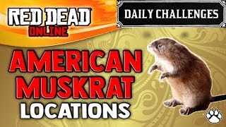 Red Dead Online  American Muskrat Locations  RDR2 Daily Challenge American Muskrats Skinned [upl. by Ecnatsnok]