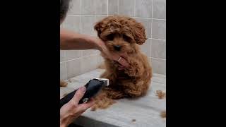 Cockapoo Puppys 1st groom clip from full video [upl. by Nevuer208]