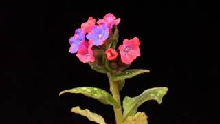 Pulmonaria time lapse [upl. by Trager209]