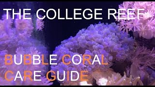 Bubble Coral Care Guide [upl. by Irtemed]