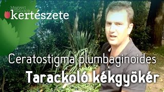 Ősszel virágzó évelő növények  Ceratostigma plumbaginoides  Tarackoló kékgyökér [upl. by Dnalsor]