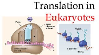 Protein translation in eukaryotes [upl. by Niwrad973]