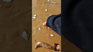 fishing sealife beach fish ocean [upl. by Hike502]