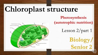 chloroplast structure and function photoynthesis processe2nd secondary biology [upl. by Htennek]