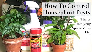 How To Control Houseplant Pests Spider Mites Thrips Mealybug Fungus Gnats [upl. by Yanehc]