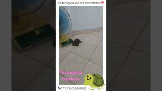 tortuguita traviesa💞✨ cuteanimal tortuguita tortuga cute [upl. by Allehcim303]