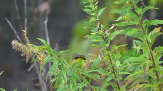 20241004 Palm Warbler Pleasant Valley Wildlife Sanctuary Lenox MA [upl. by Lougheed]