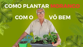 COMO PLANTAR MORANGO COM MUDA  VÔ BEM ❤️ [upl. by Ynnav]