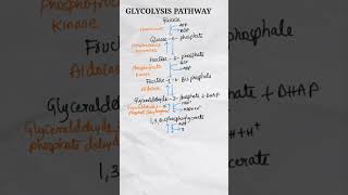 Glycolysis  Glycolysis Pathway  Glycolysis Cycle  Glycolysis Biochemistry shorts [upl. by Pelson]