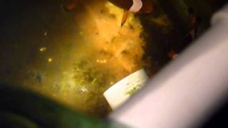 DIY Larval Snagger Clownfish Hatch [upl. by Hsakaa]