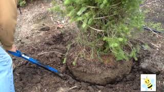 Can You Dig It  Learn how to dig a tree or shrub to transplant [upl. by Dripps]