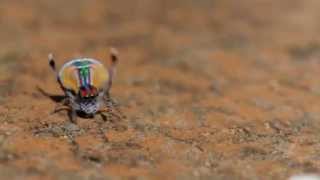 Peacock Spider  Maratus volans [upl. by Fairbanks201]