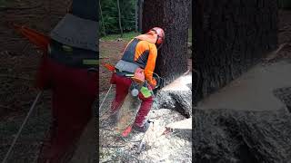 Lumberjack felling tree shorts [upl. by Ecneitap]