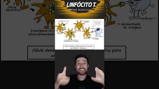 LINFÓCITO T  IMUNOLOGIA  education seinscreve [upl. by Nagah]